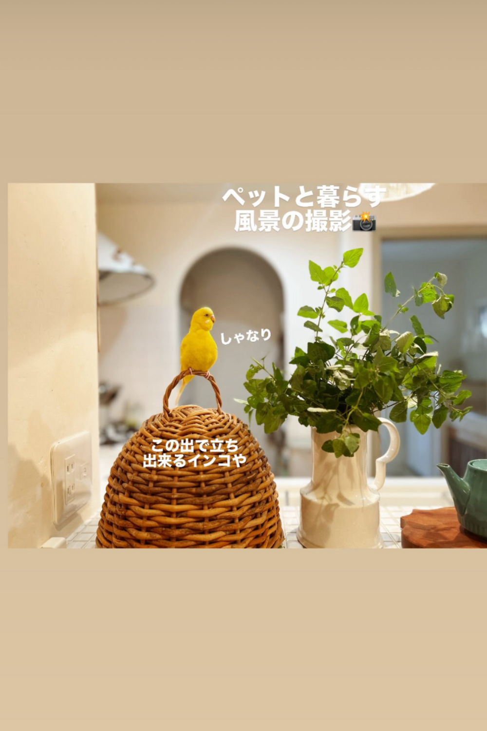 ペットと暮らす